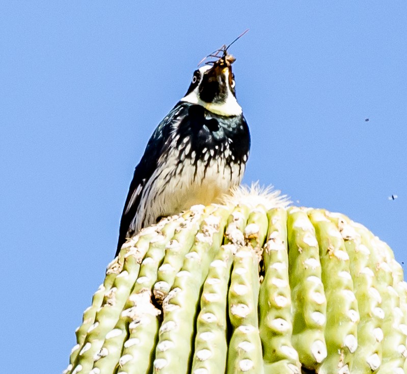 Acorn Woodpecker - ML644100788