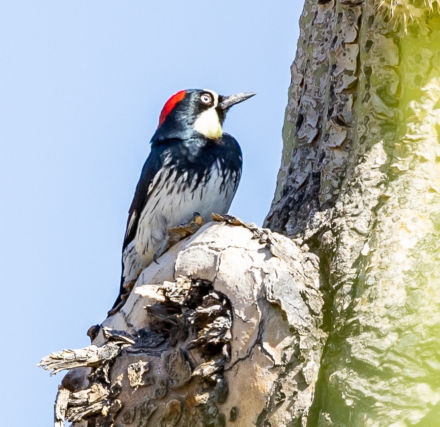 Acorn Woodpecker - ML644100789