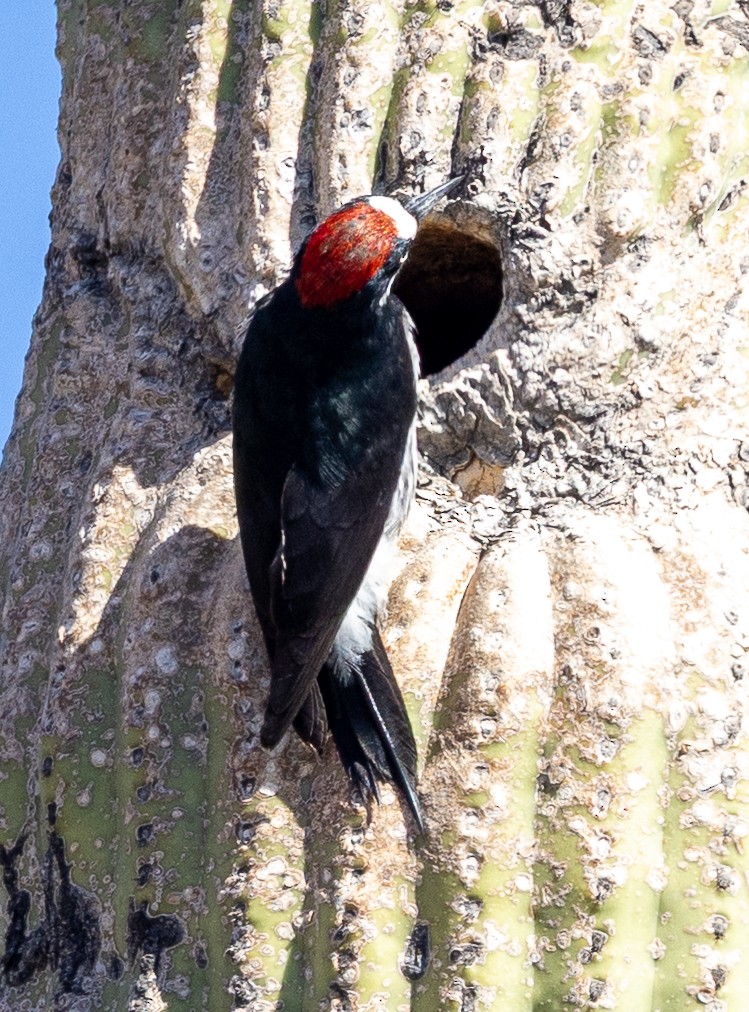 Acorn Woodpecker - ML644100790