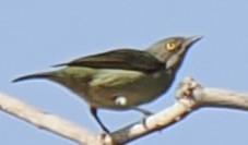 Black-faced Dacnis - ML644100804