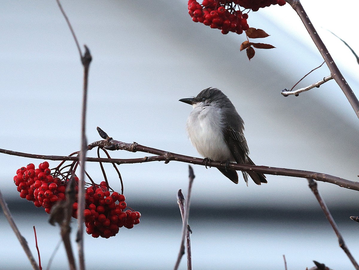 Gray Kingbird - ML644100806