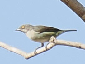Black-faced Dacnis - ML644100807