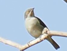 Black-faced Dacnis - ML644100819