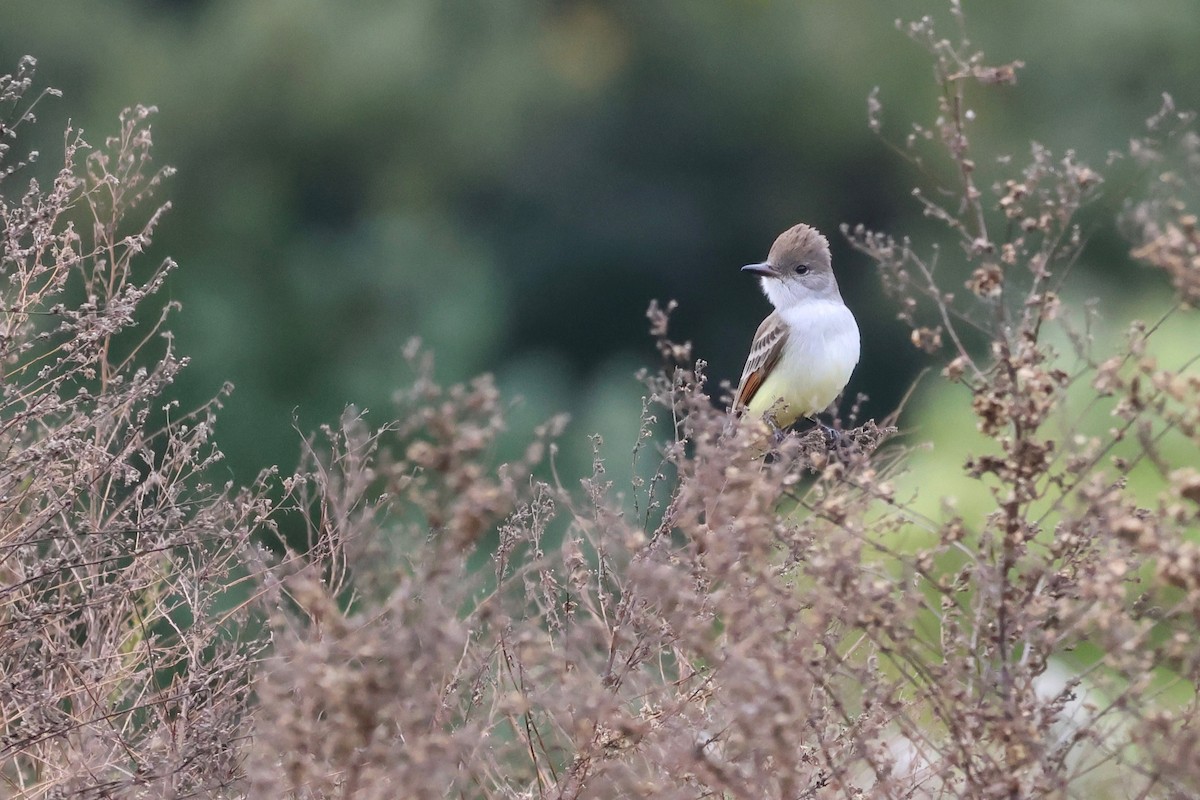 Ash-throated Flycatcher - ML644100828
