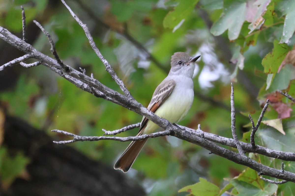 Ash-throated Flycatcher - ML644100829