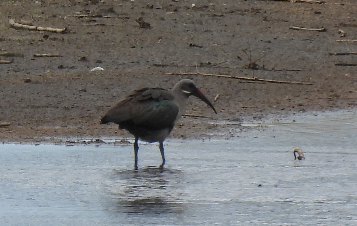 Ibis hagedash - ML644100844