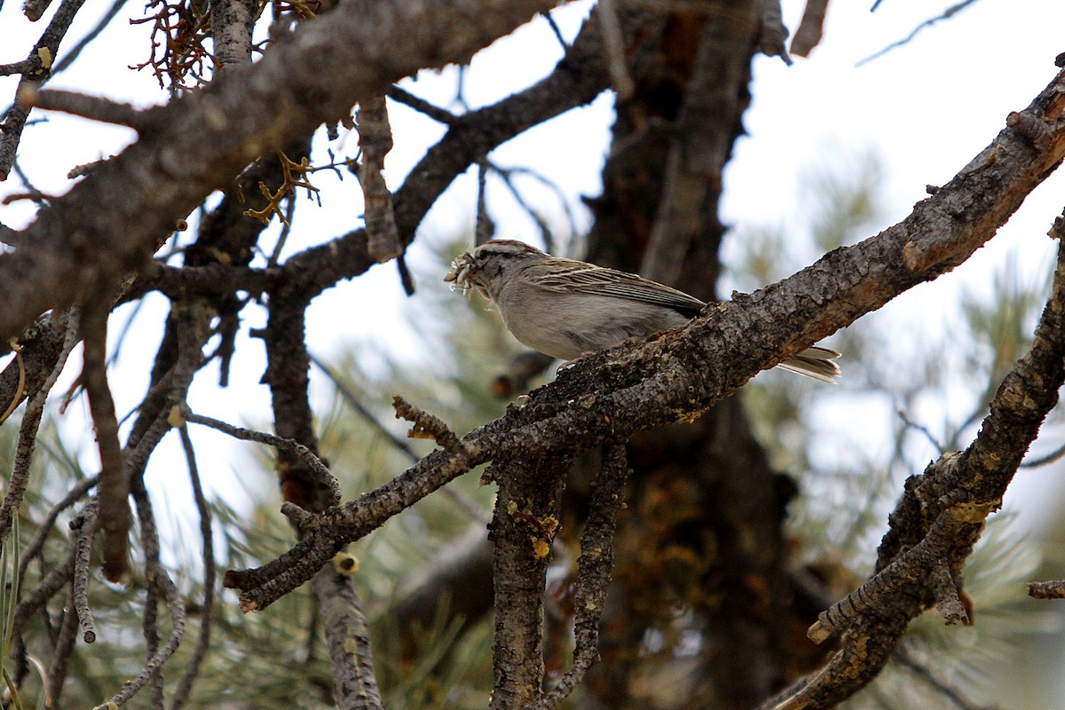 Chipping Sparrow - ML644100866