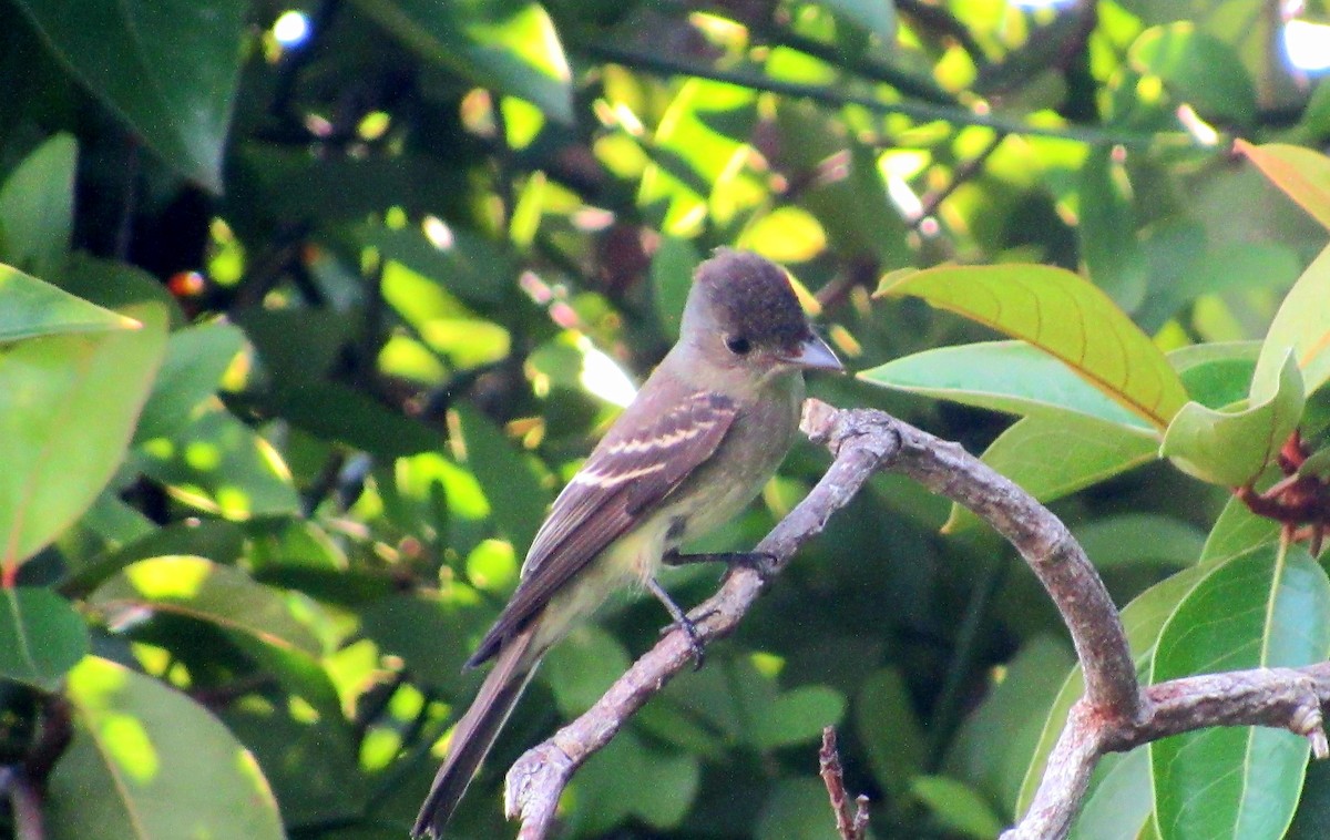 Northern Tropical Pewee - ML644100878