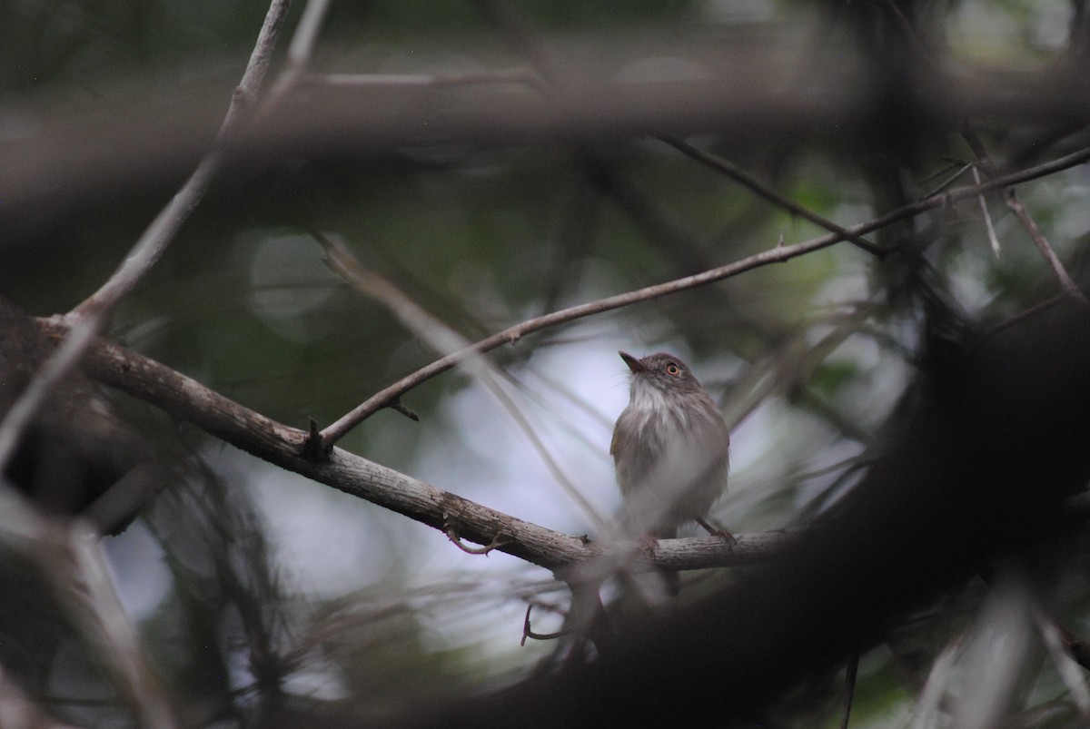 Titirijí Perlado - ML644100880