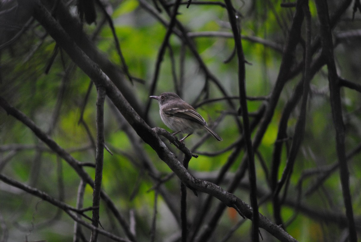 Titirijí Perlado - ML644100881