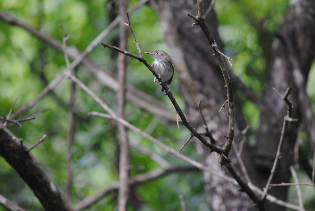 Titirijí Perlado - ML644100882