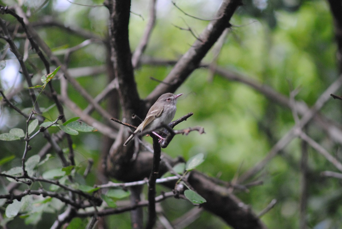 Titirijí Perlado - ML644100883