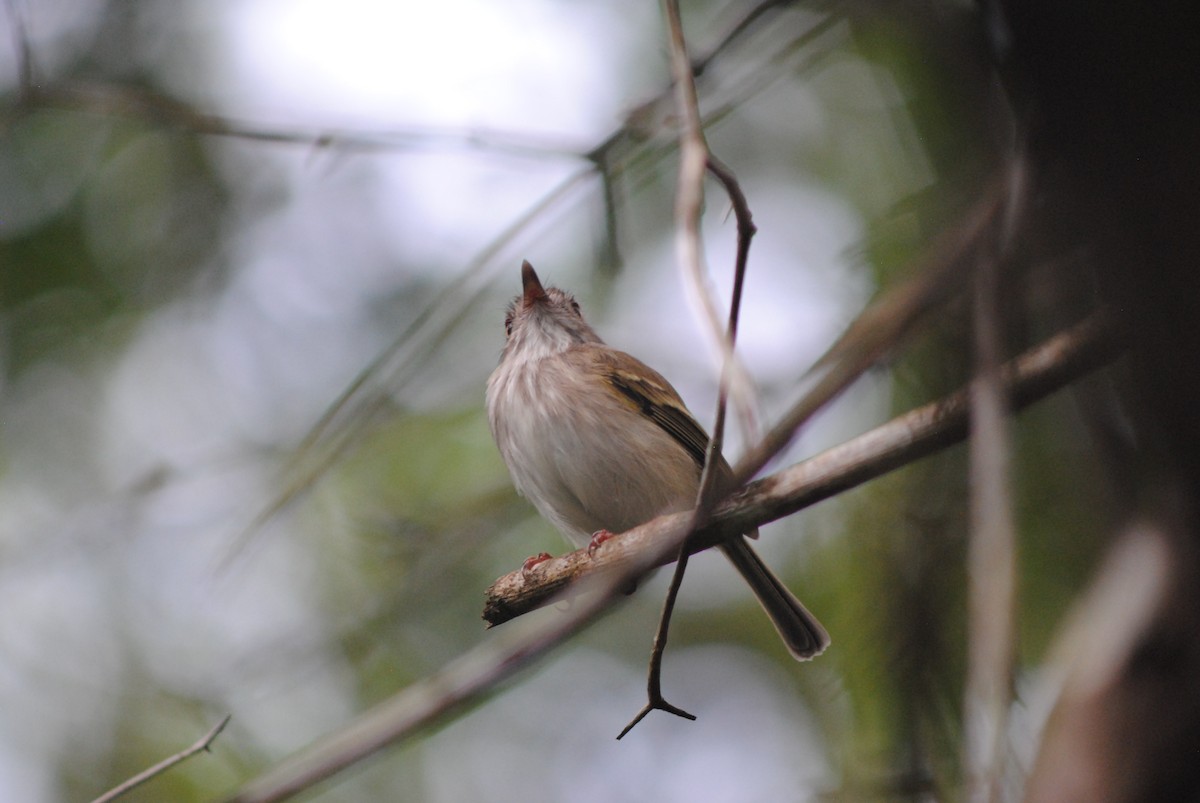 Titirijí Perlado - ML644100884