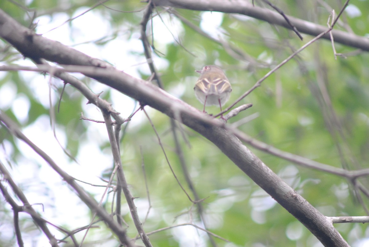 Titirijí Perlado - ML644100885