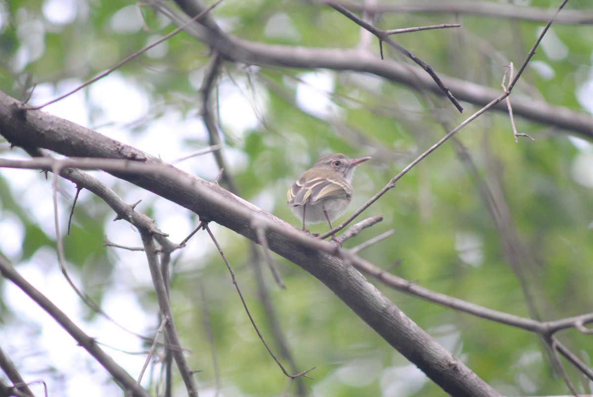 Titirijí Perlado - ML644100886