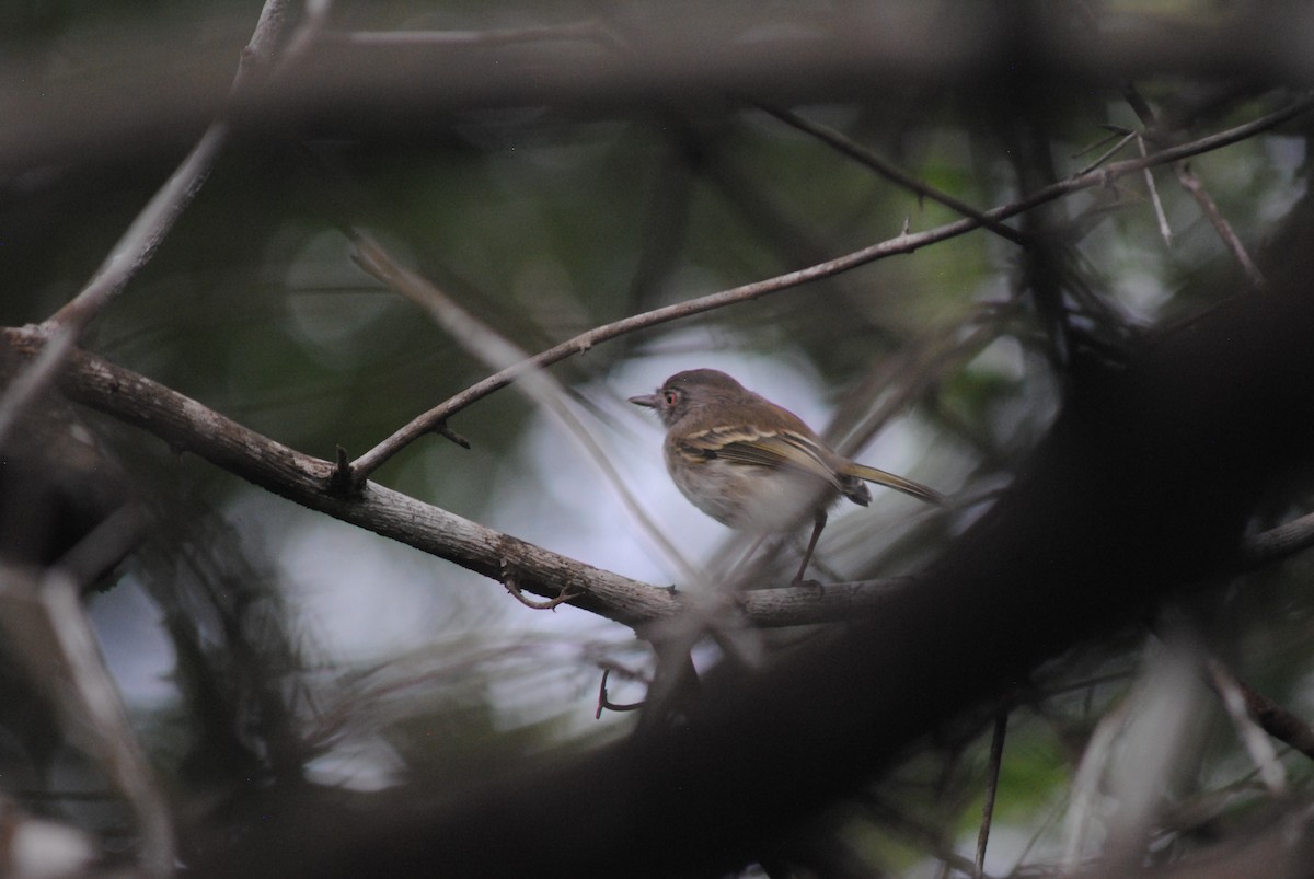 Titirijí Perlado - ML644100887