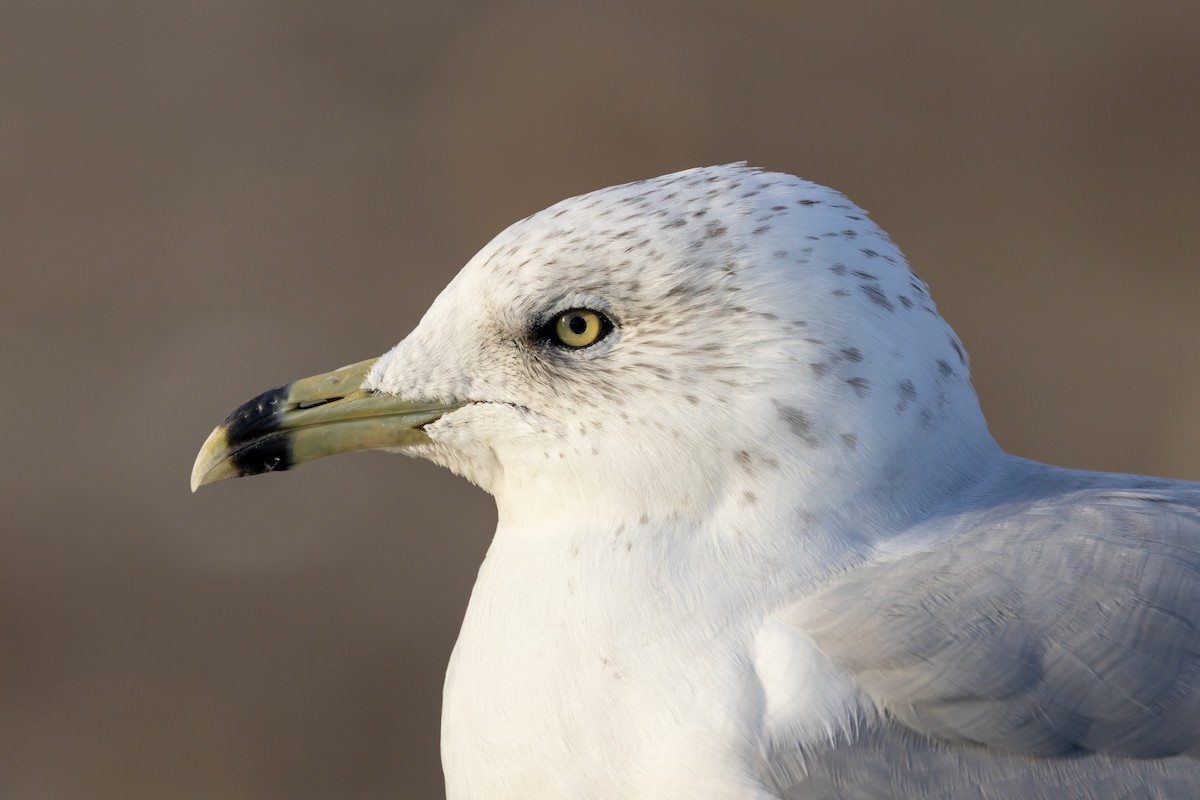 Ring-billed Gull - ML644100888