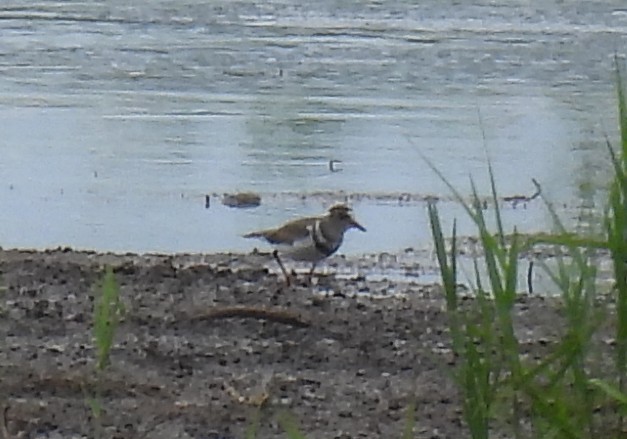 Three-banded Plover - ML644100895