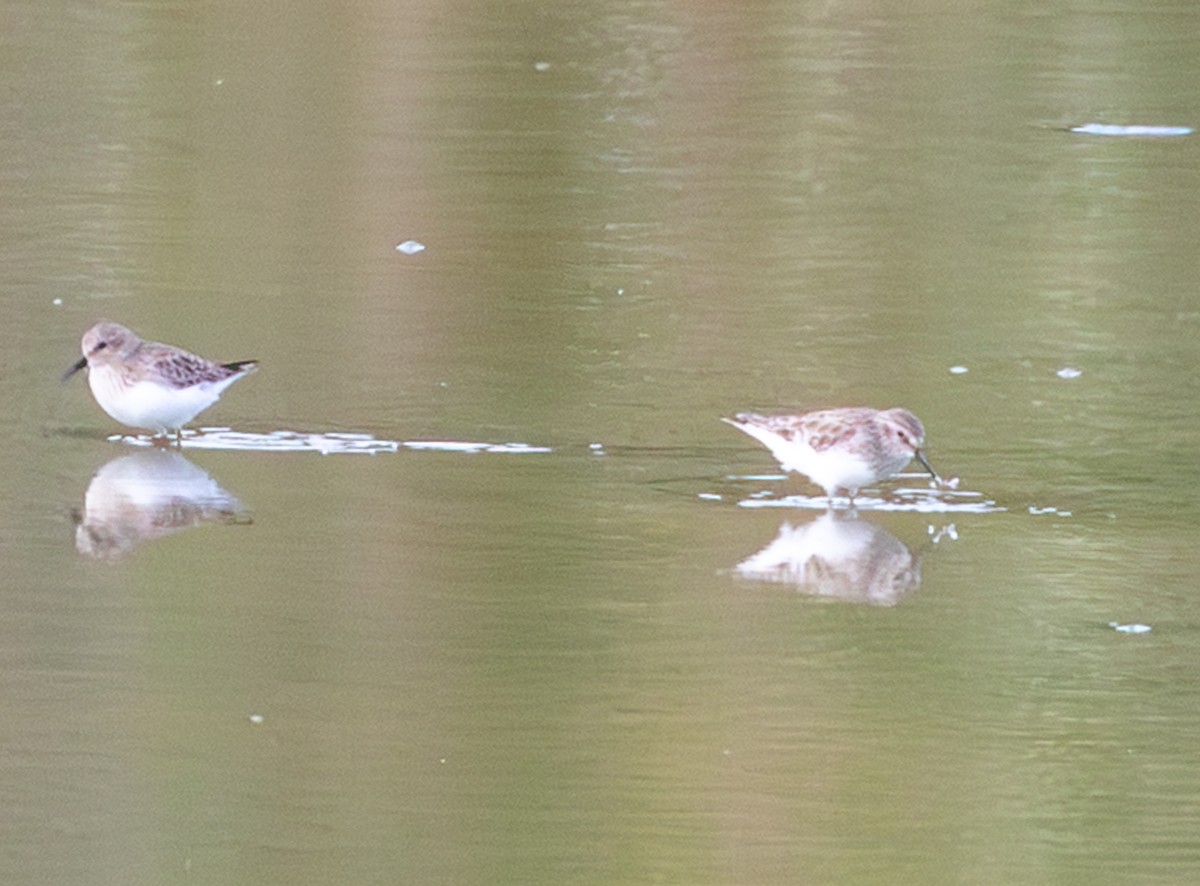Semipalmated Sandpiper - ML644100898