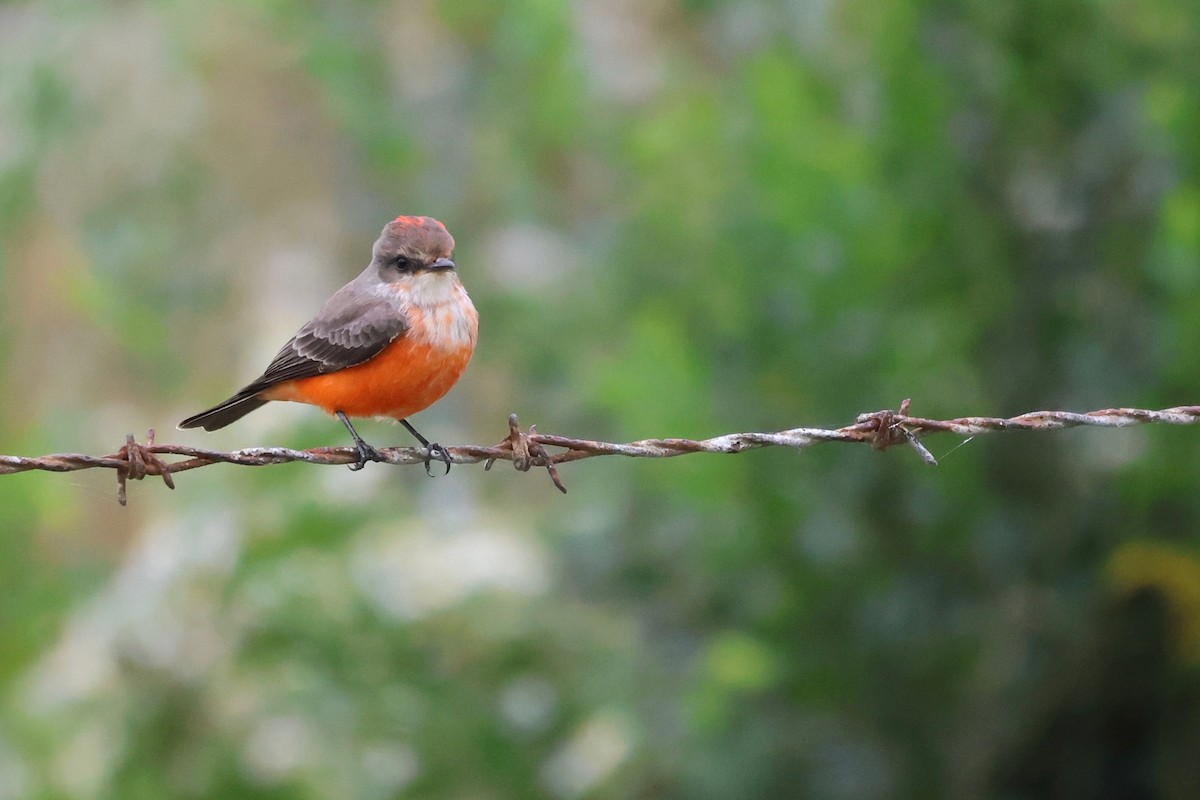Vermilion Flycatcher - ML644100903