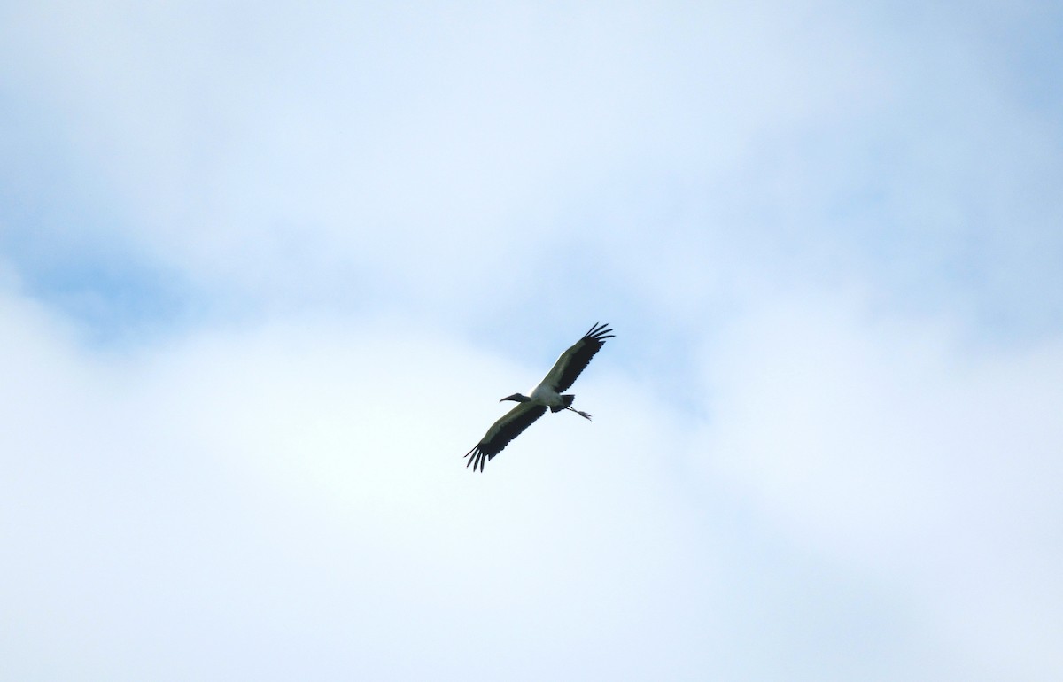 Wood Stork - ML644100916