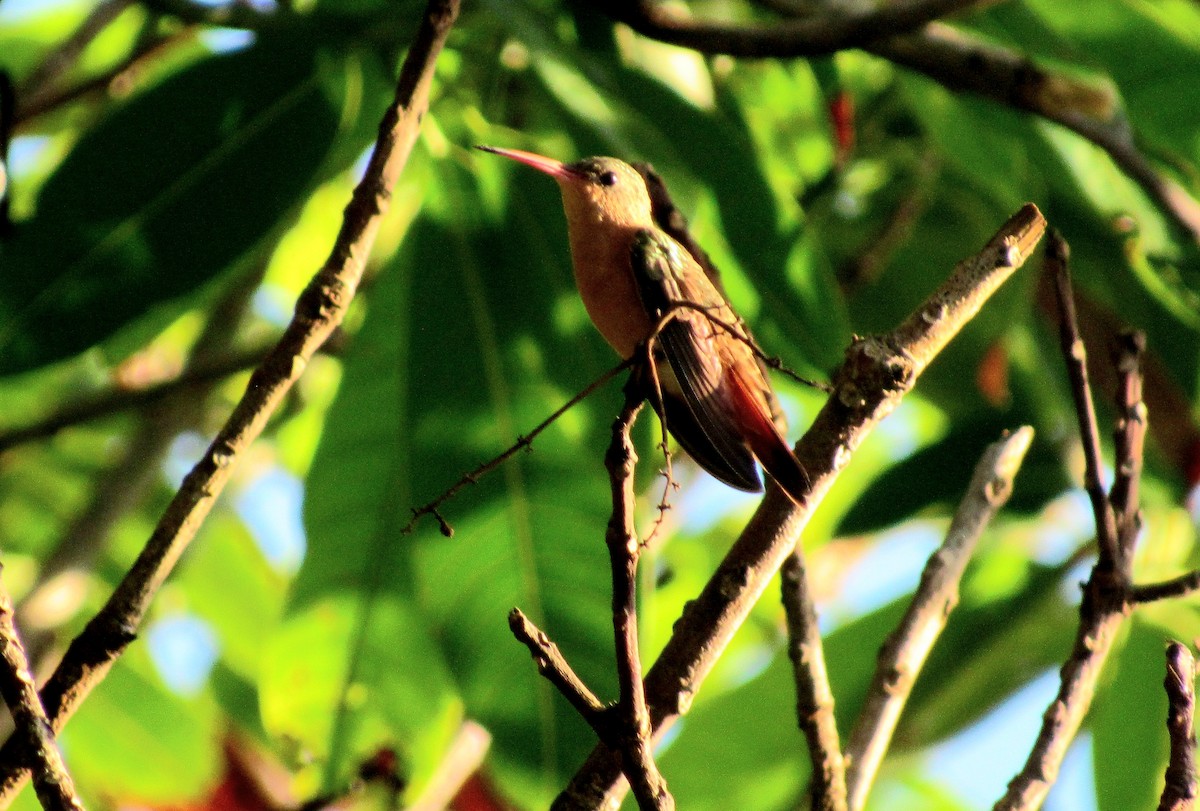Cinnamon Hummingbird - ML644100924