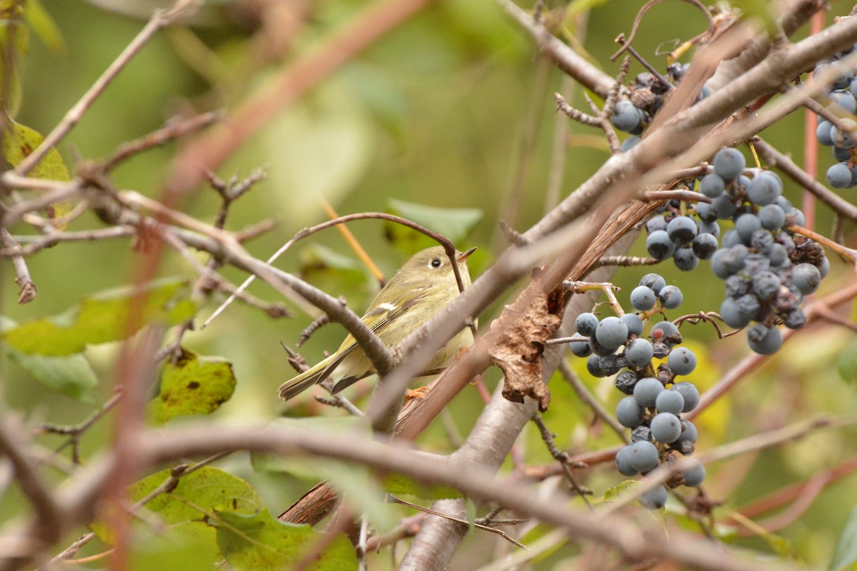 Ruby-crowned Kinglet - ML644100927