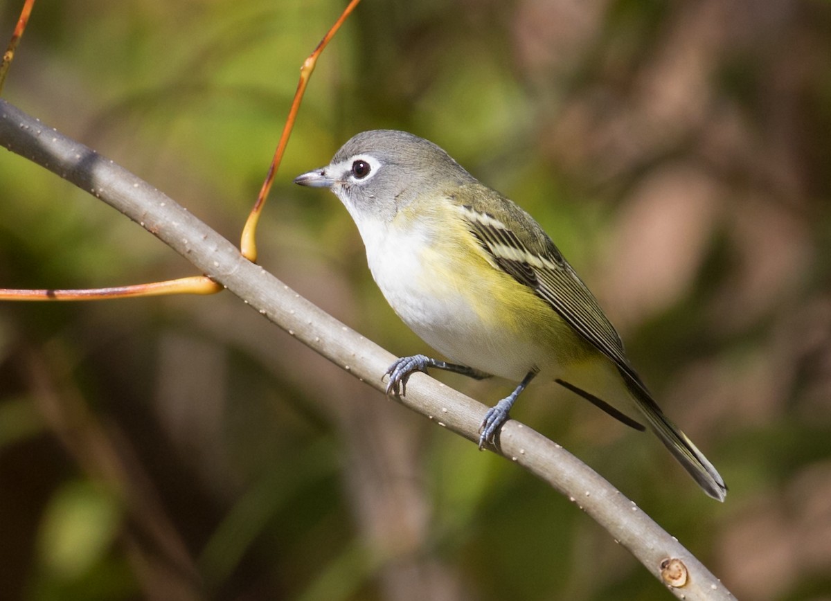 Blue-headed Vireo - ML644100928