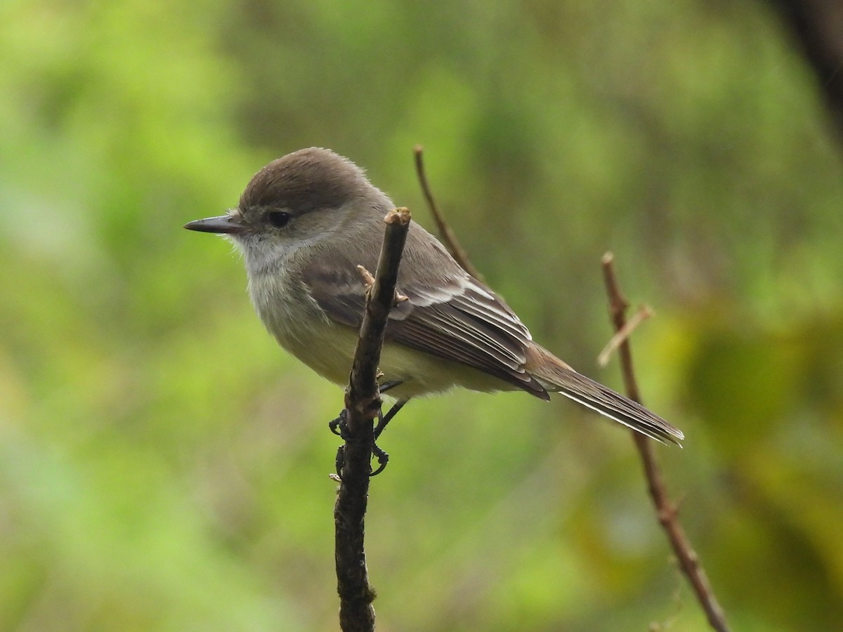 Galapagos Flycatcher - ML644100931