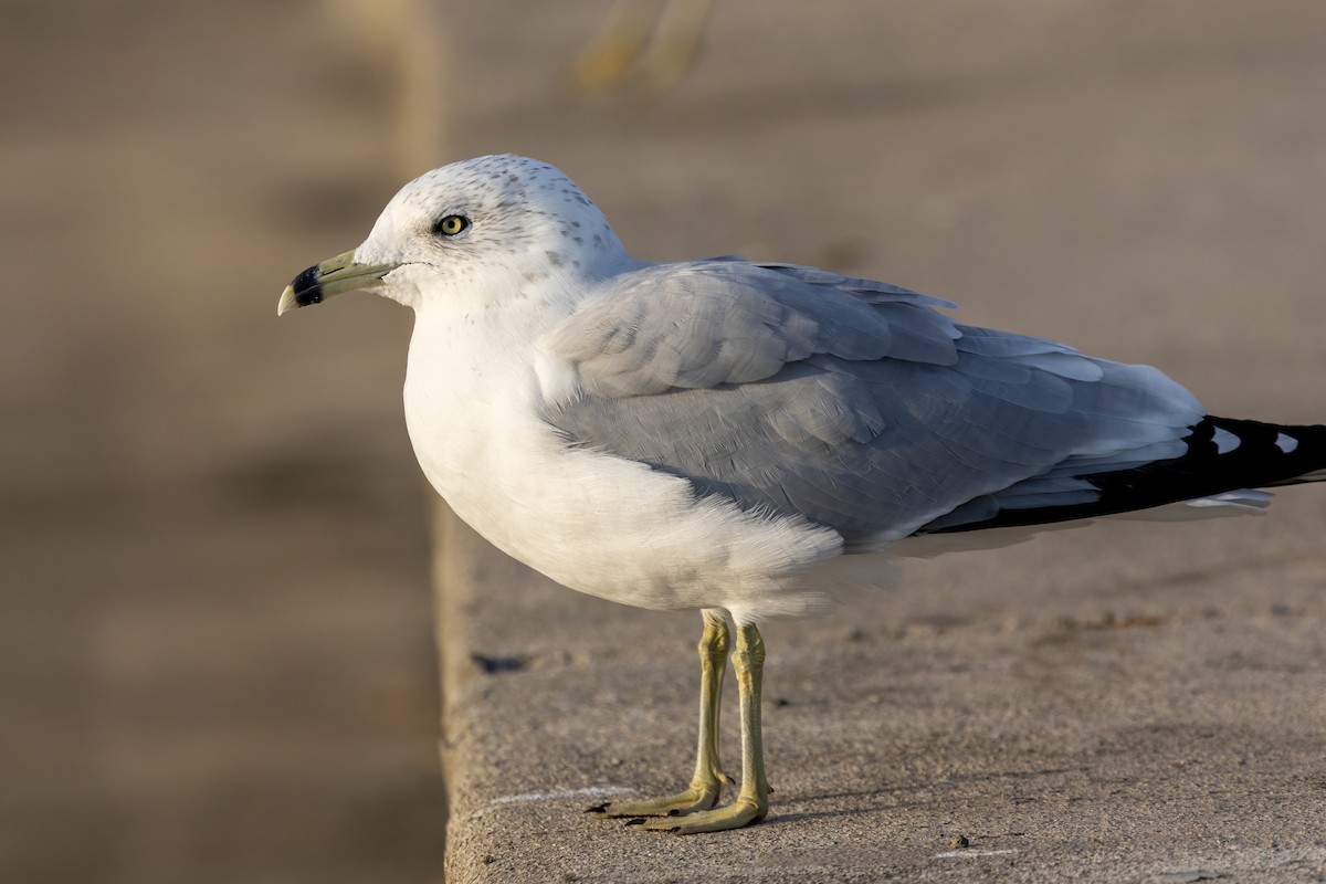 Ring-billed Gull - ML644100942