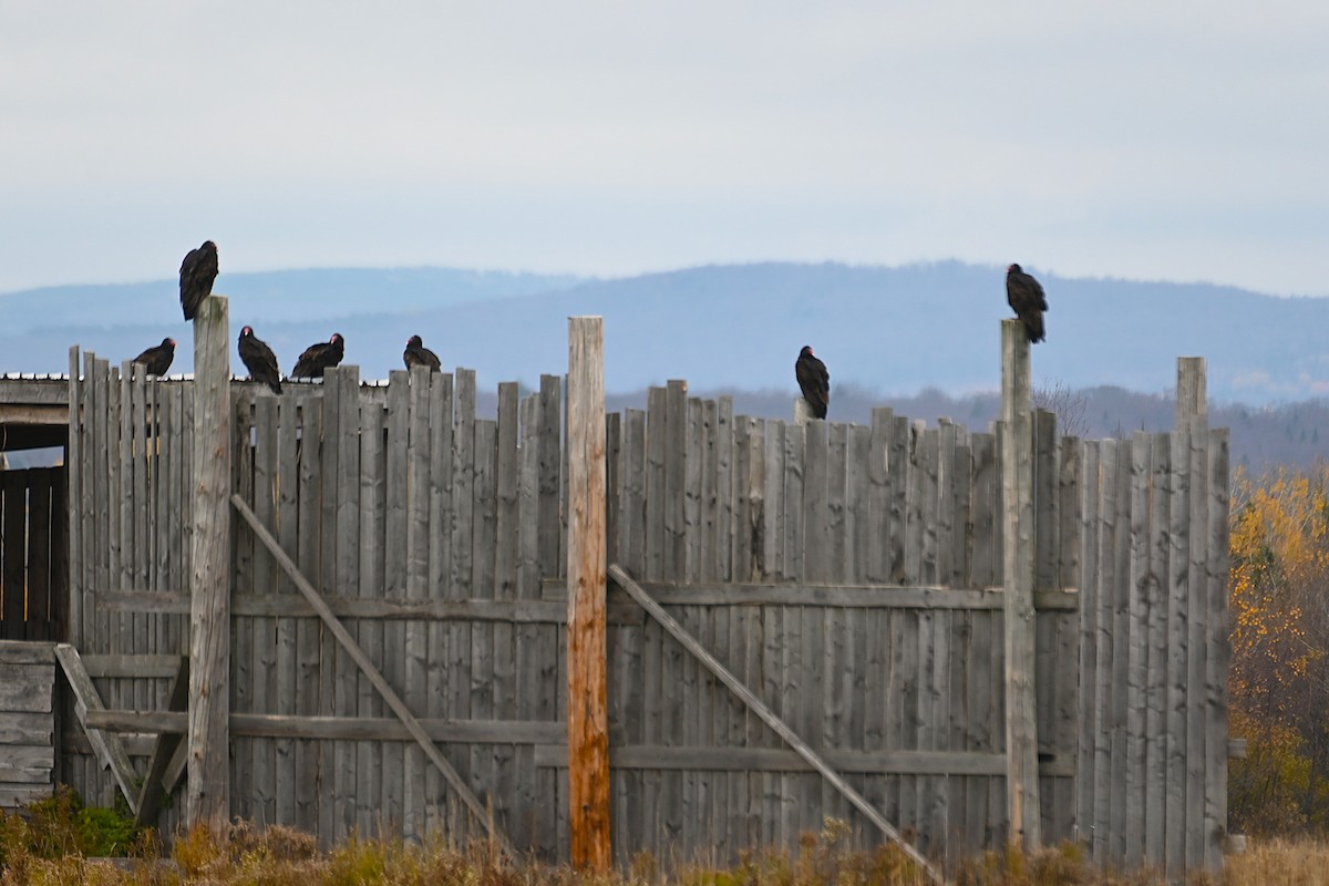 Turkey Vulture - ML644100949
