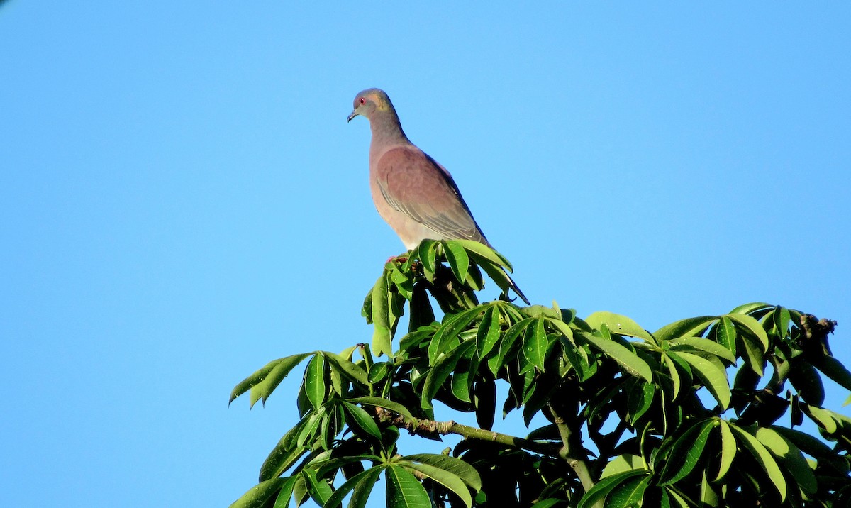 Pale-vented Pigeon - ML644100952