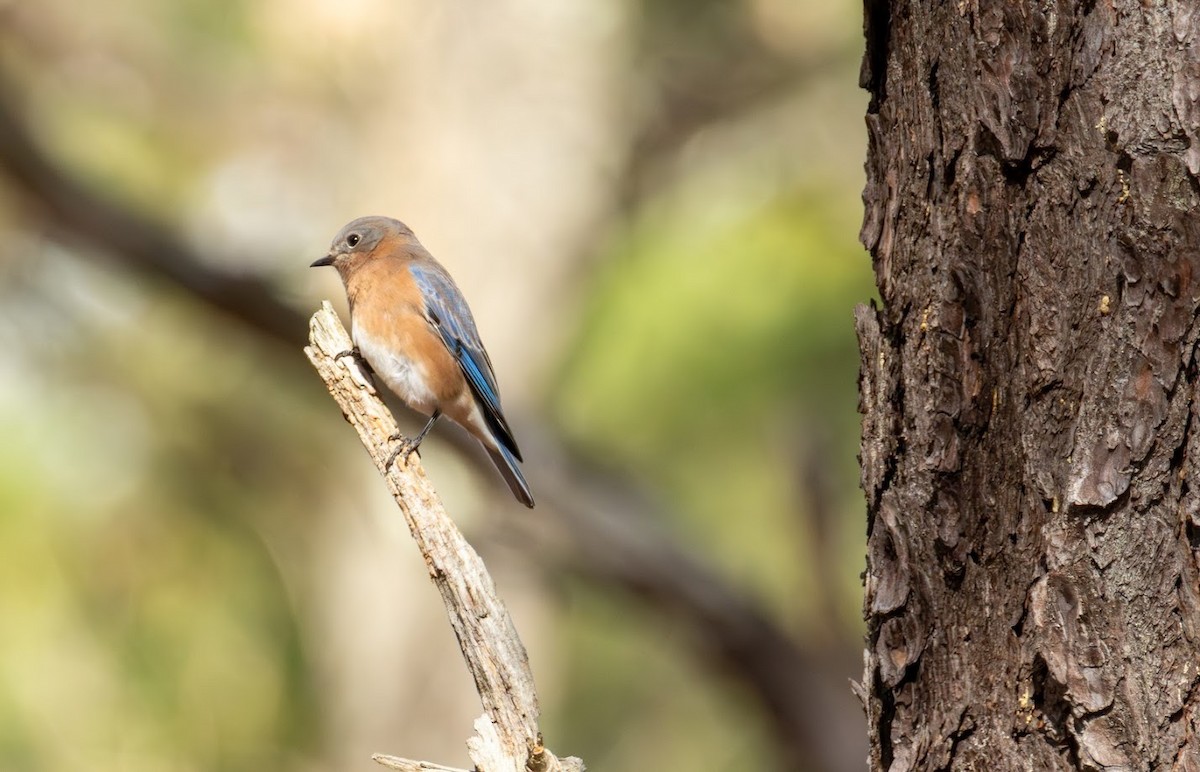 Eastern Bluebird - ML644100957