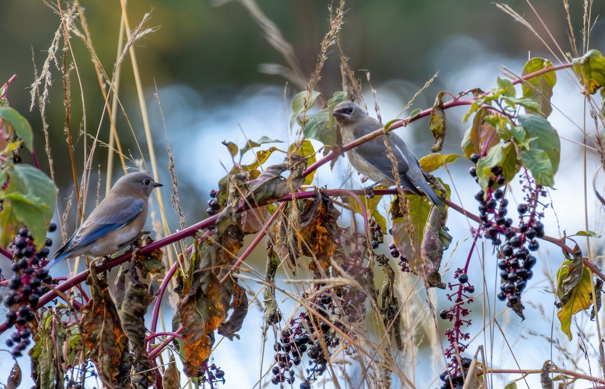 Eastern Bluebird - ML644100958