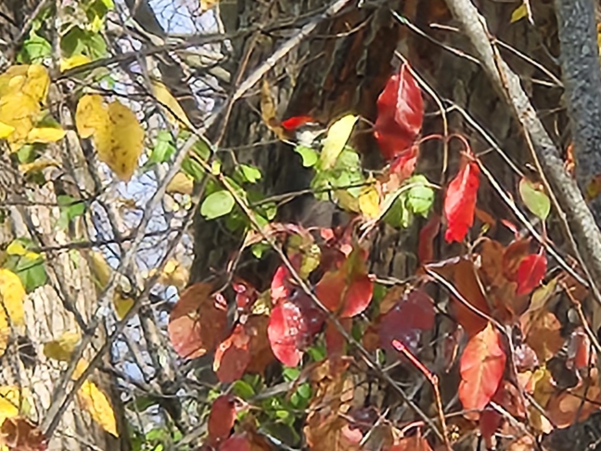 Pileated Woodpecker - ML644100964