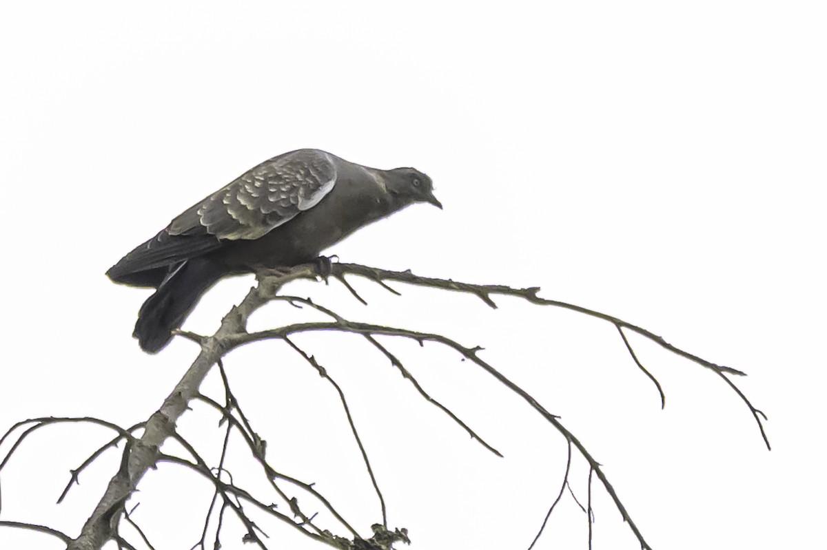 flekkvingedue (albipennis) - ML644100971