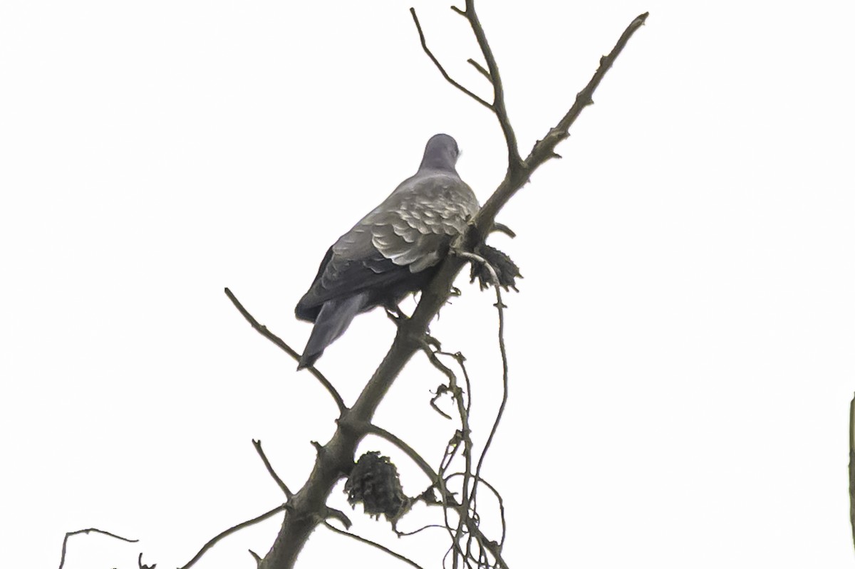 flekkvingedue (albipennis) - ML644100973
