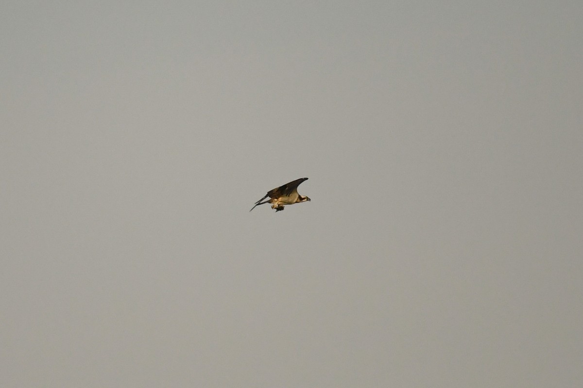 Falco pescatore (haliaetus) - ML644100976