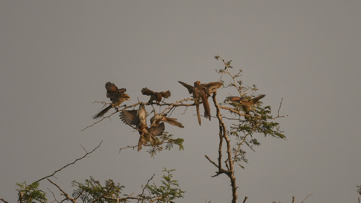 Yellow-billed Shrike - ML644101007