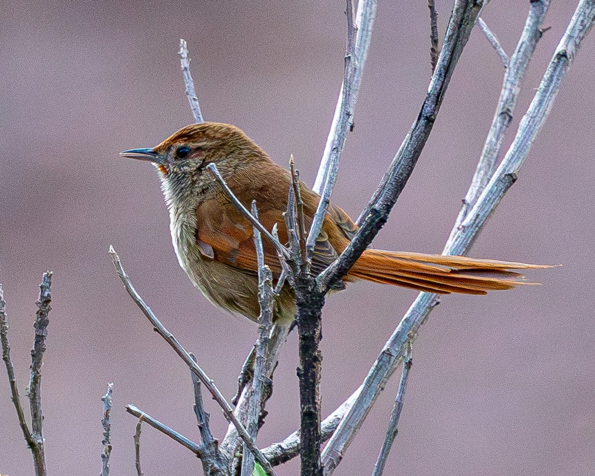 Rusty-fronted Canastero - ML644101019