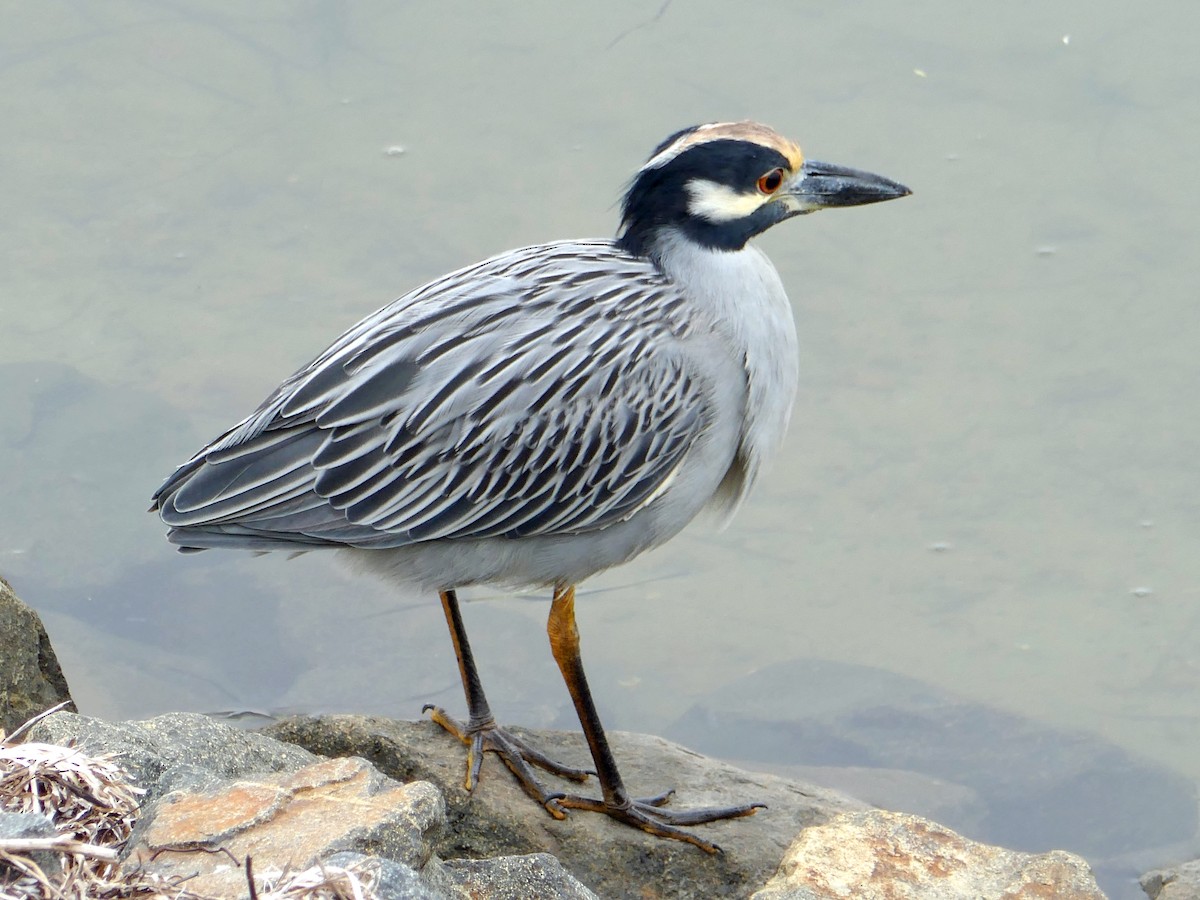 Yellow-crowned Night Heron - ML644101036