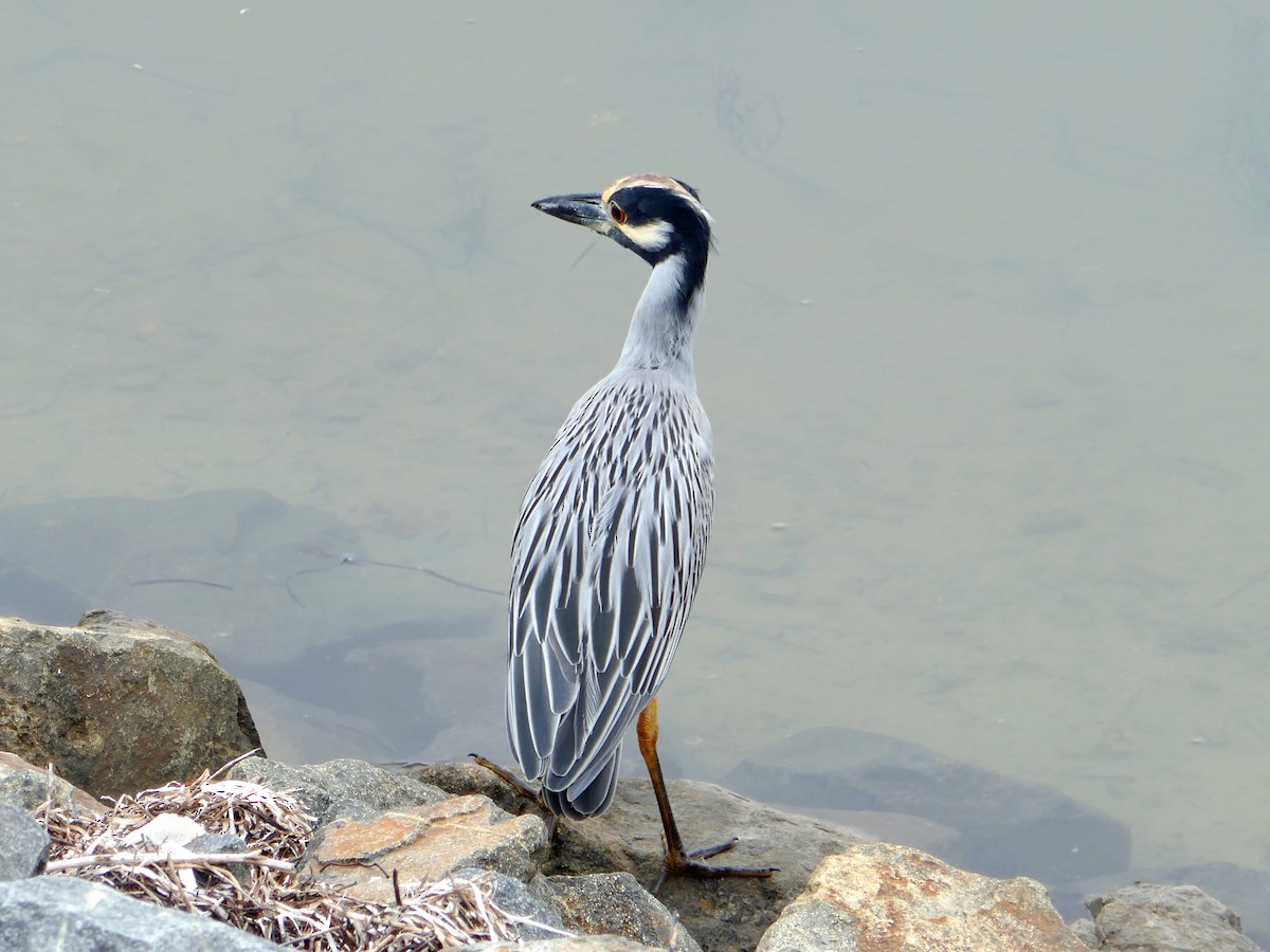 Yellow-crowned Night Heron - ML644101037