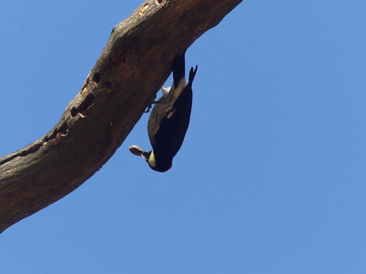 Acorn Woodpecker - ML644101038