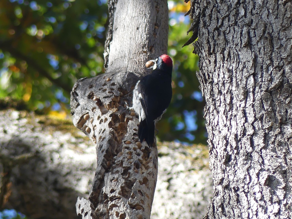 Acorn Woodpecker - ML644101039