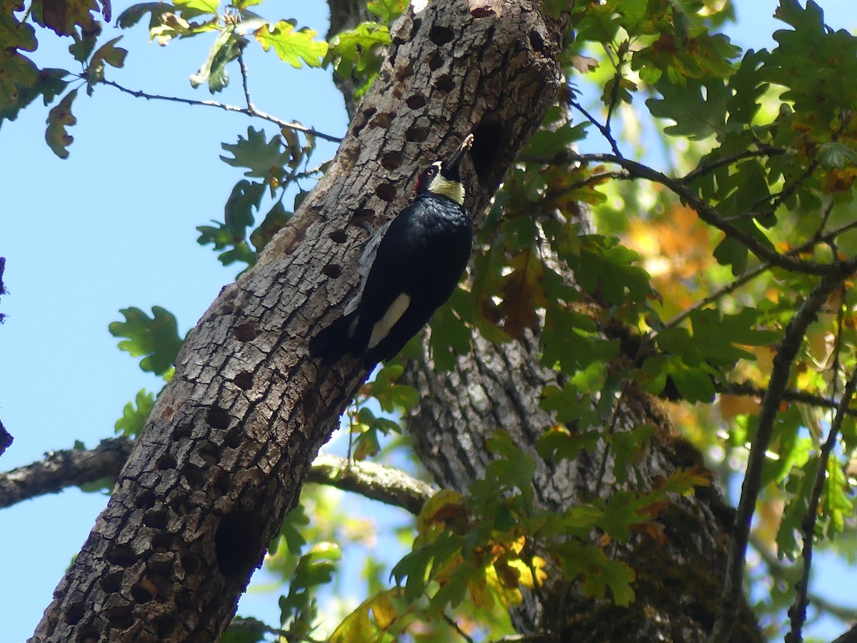 Acorn Woodpecker - ML644101040