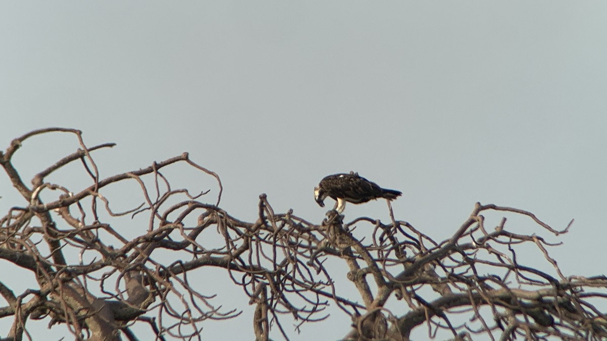 Falco pescatore (haliaetus) - ML644101048