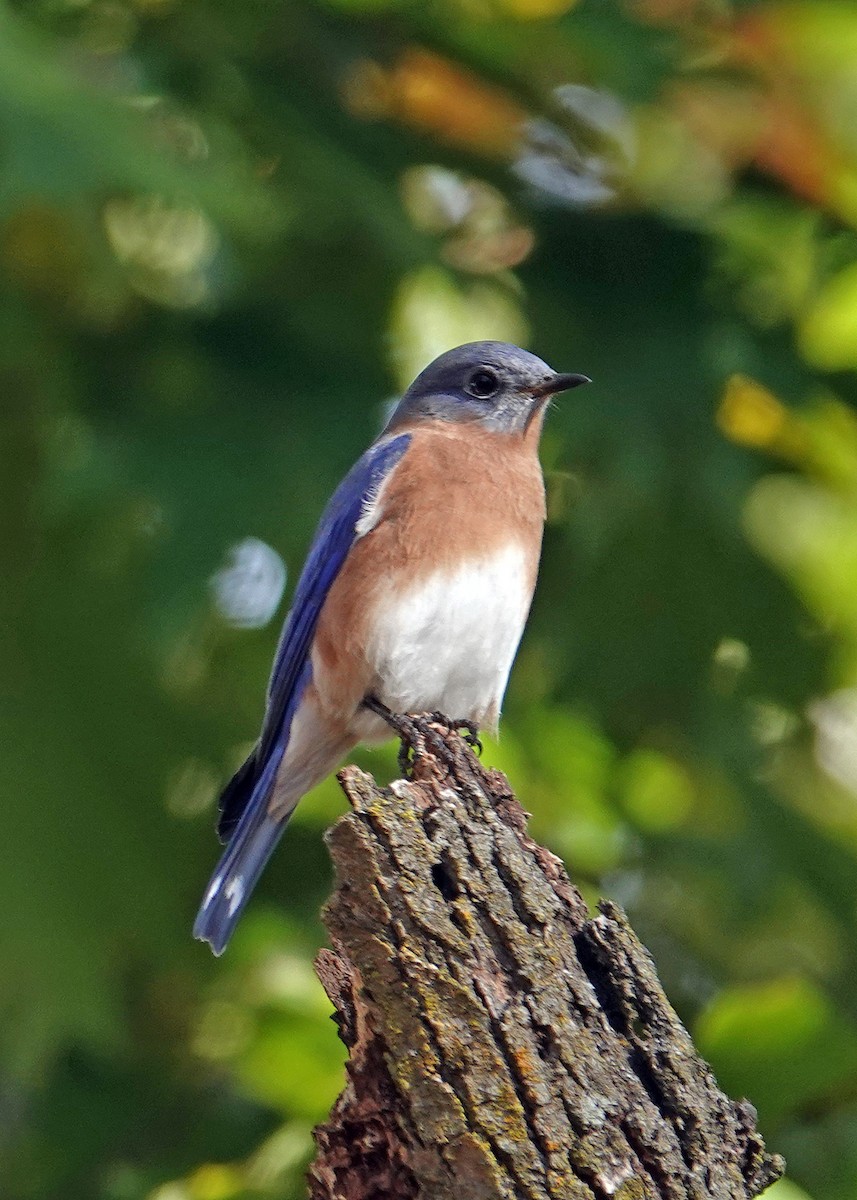 Eastern Bluebird - ML644101057