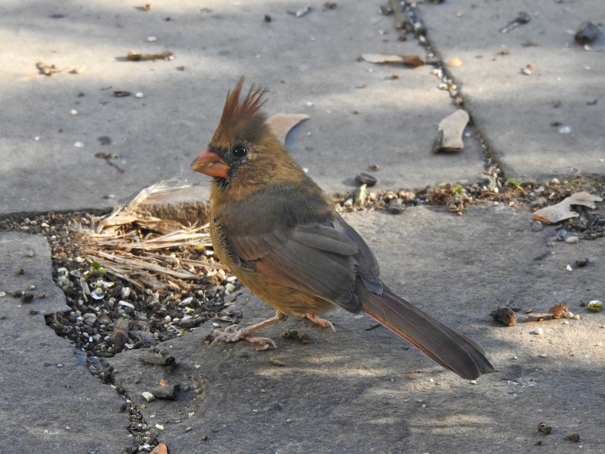 Northern Cardinal - ML644101064