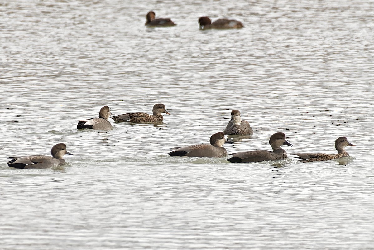 Gadwall - ML644101087