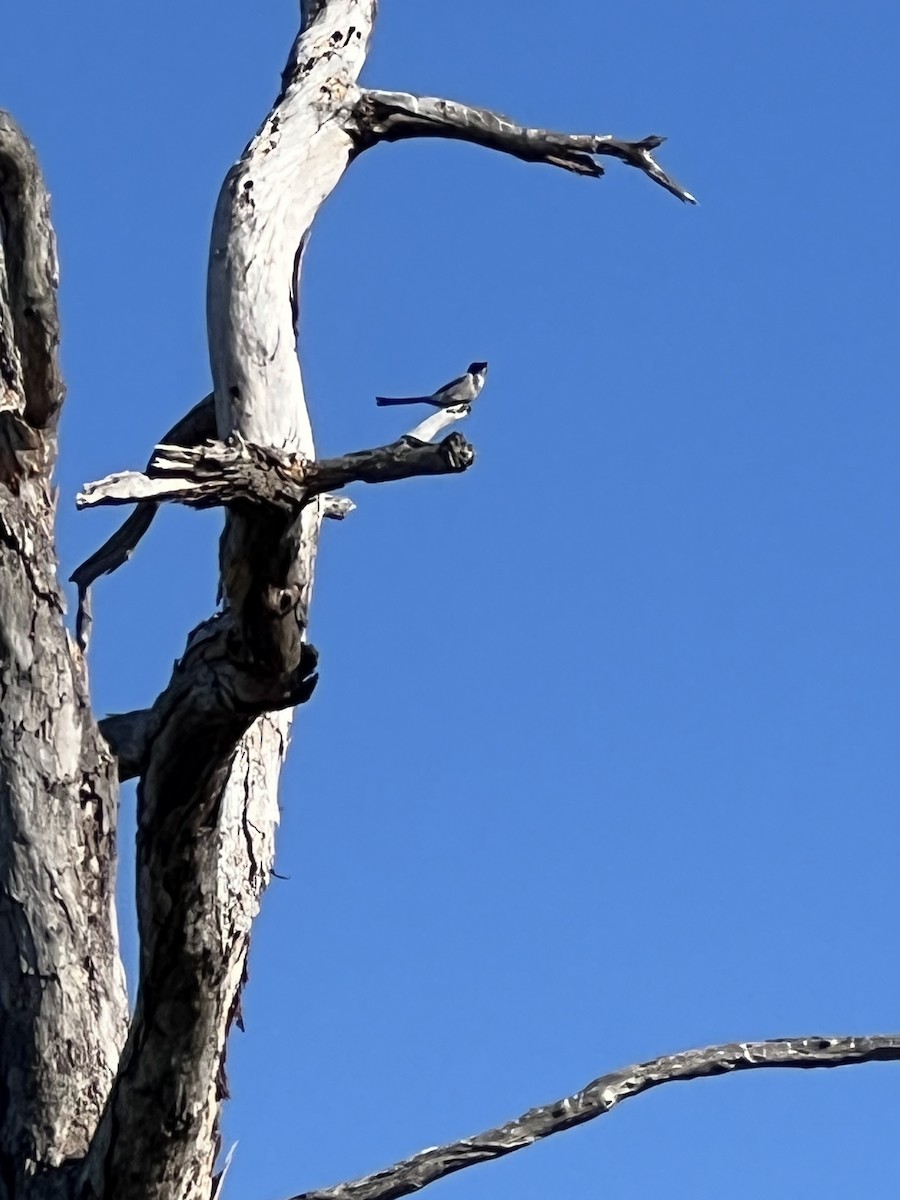 Florida Scrub-Jay - ML644101090